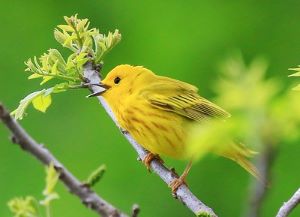 YellowWarbler.jpg
